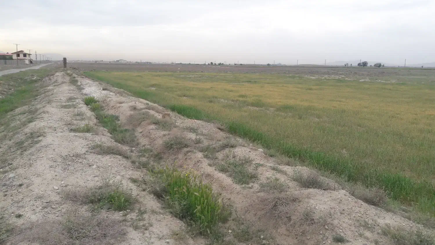 یک هکتار زمین کشاورزی با مجوز گلخانه در نظرآباد|فروش دفتر صنعتی، کشاورزی، تجاری|نظرآباد, احمد آباد|دیوار