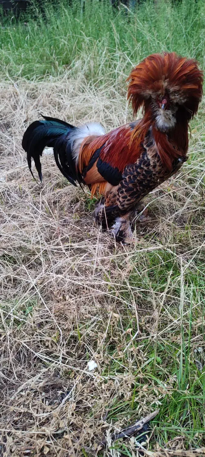 فروش مرغ و خروس سلطان|حیوانات مزرعه|لاهیجان, بوجایه|دیوار