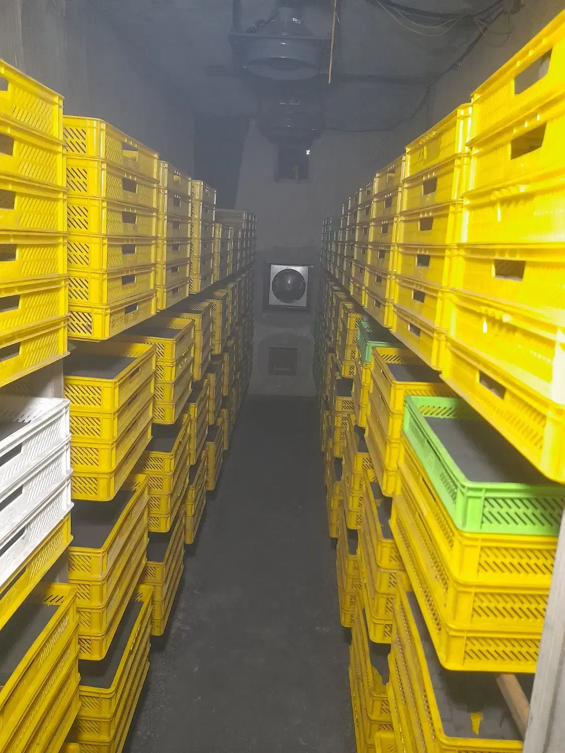 زغال حبه  نارگیل (پسته)|عمده‌فروشی|رشت, کوی جام جم|دیوار