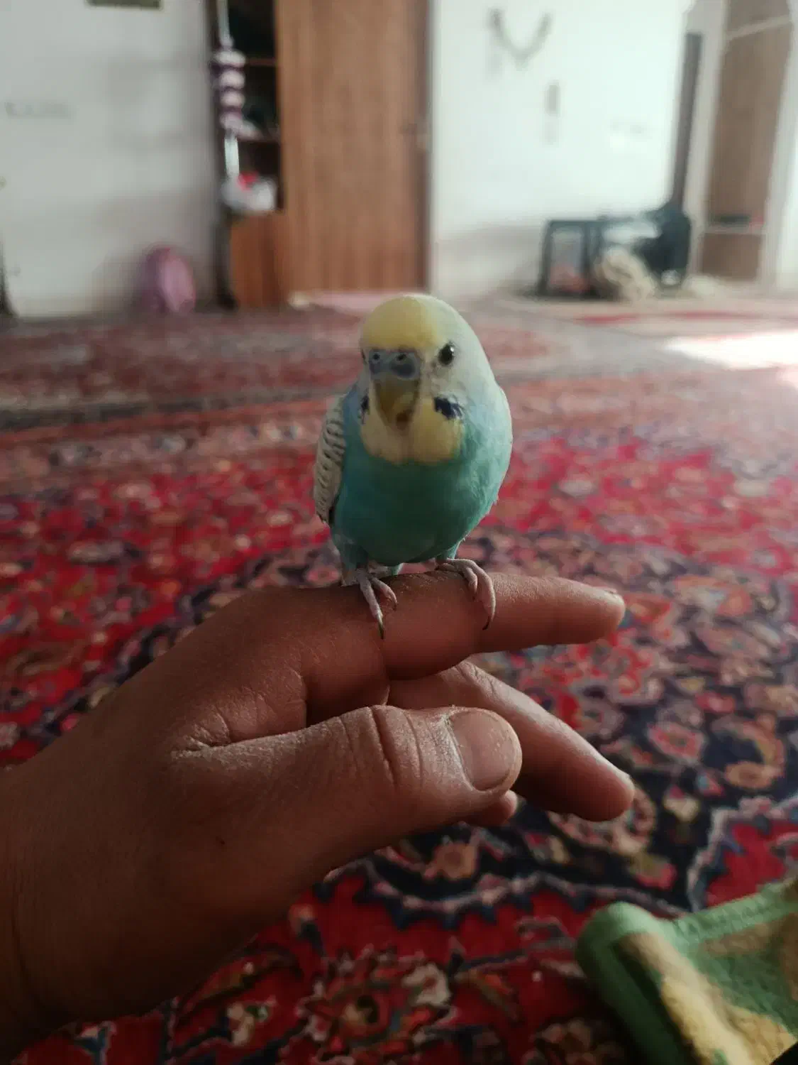 مرغ عشق شش ماهشه|پرنده|ساوه, |دیوار