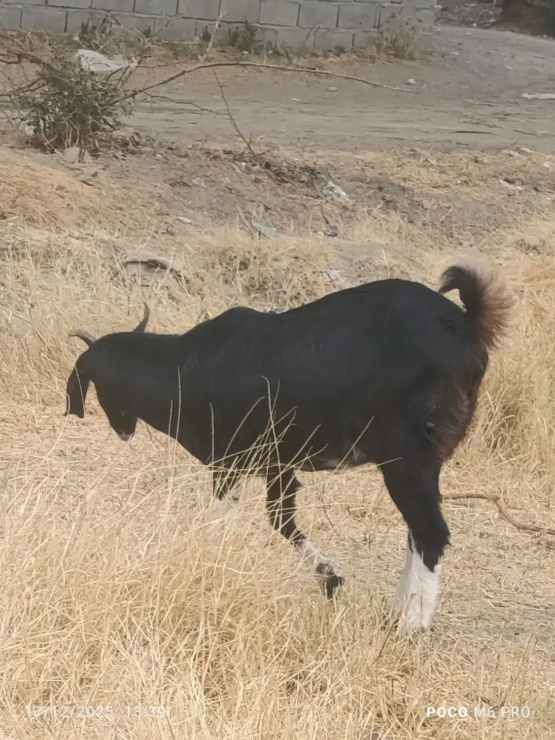 دو عدد بز اپس سه ماهه|حیوانات مزرعه|ایرانشهر, |دیوار