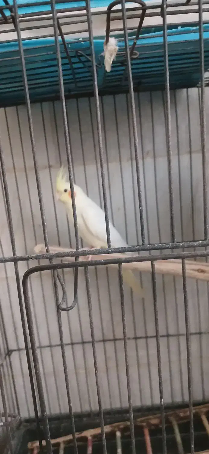 فروش یه تعداد نرو ماده عروس هلندی رنگ لوتینو|پرنده|یزد, |دیوار