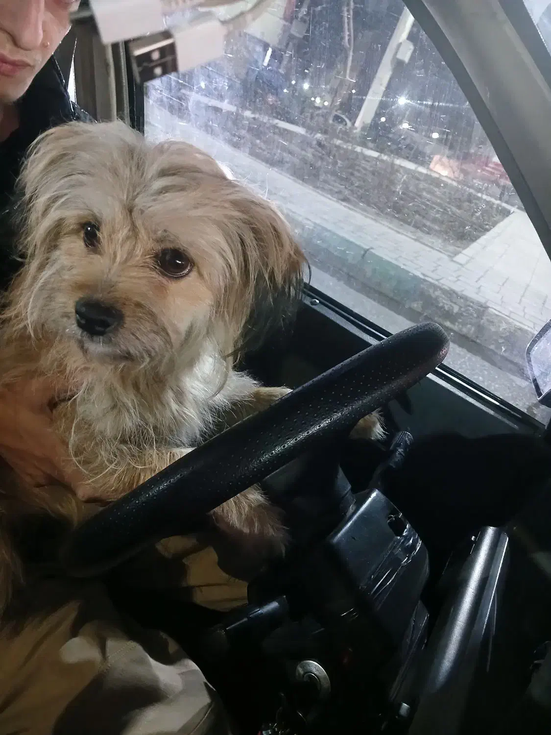 سگ سالم و تربیت شده|سگ|رباط‌کریم, نصیرشهر|دیوار