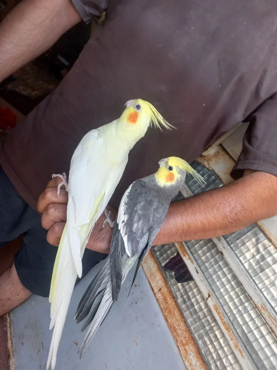 عروس هلندی|پرنده|برازجان, |دیوار