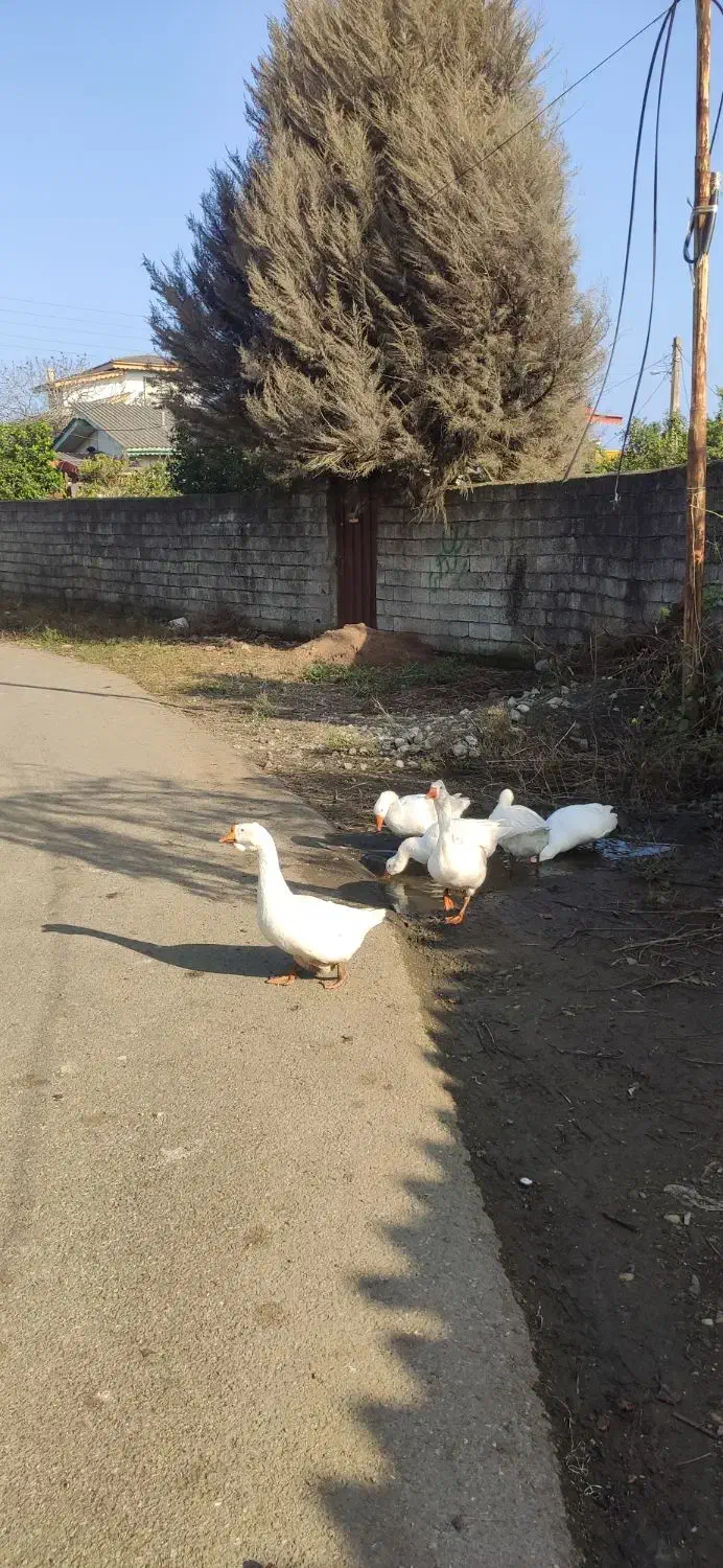 غاز و بوقلمون|حیوانات مزرعه|کلاچای, |دیوار