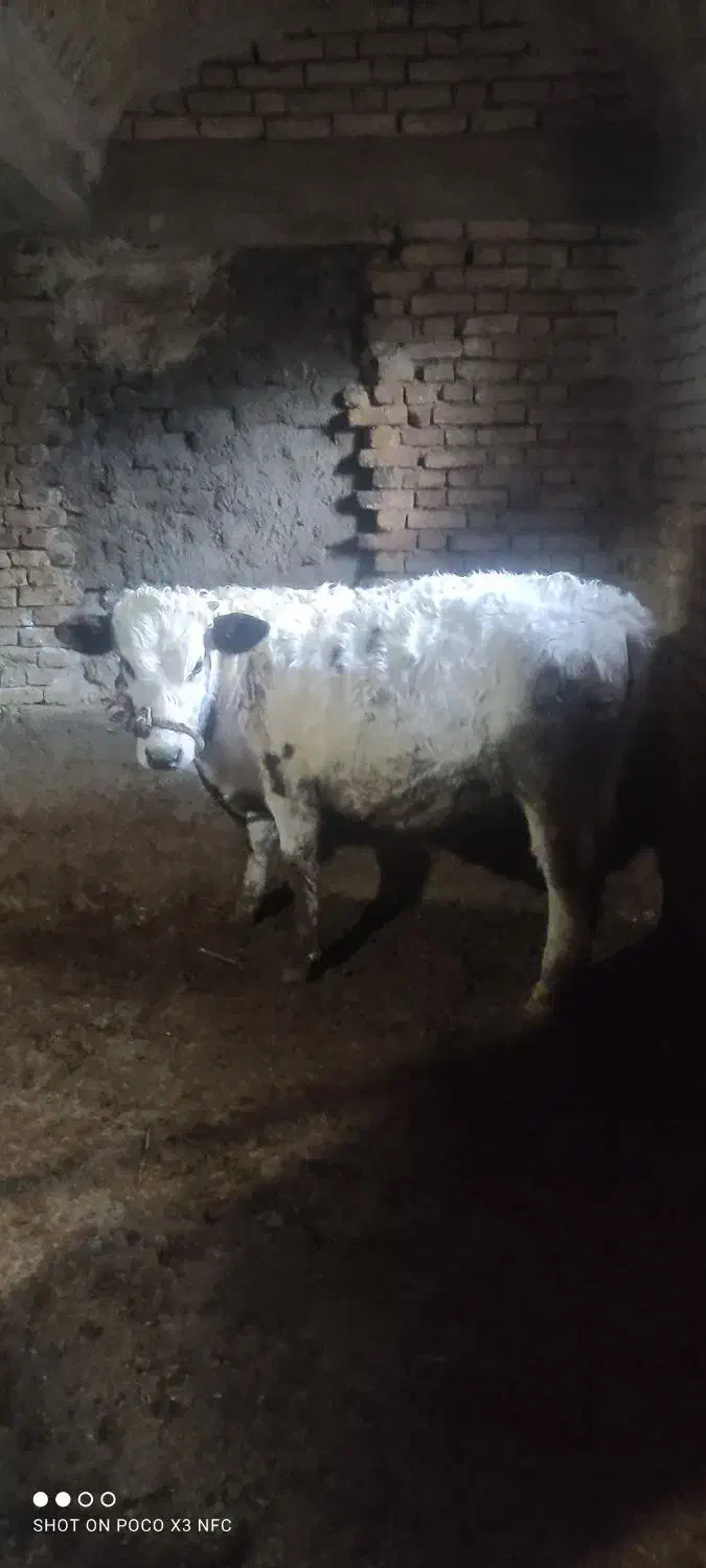 گوساله نر|حیوانات مزرعه|فارسان, |دیوار