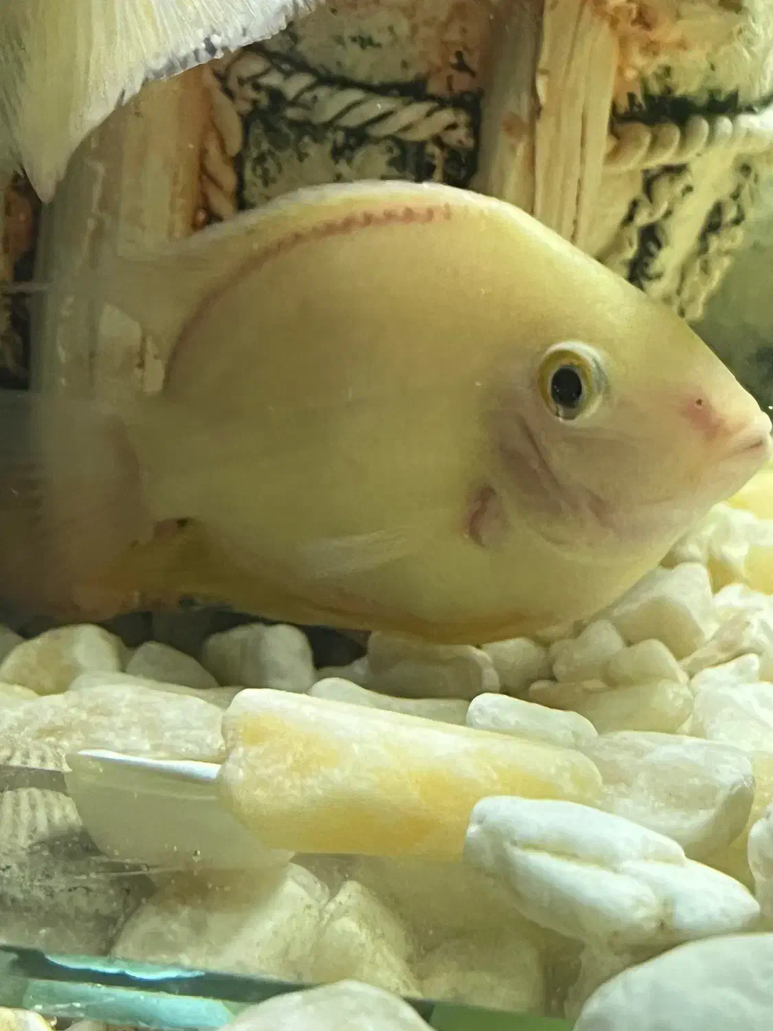 ماهی کوشتخوار سور‌م فلاور|ماهی|مشهد, رسالت|دیوار