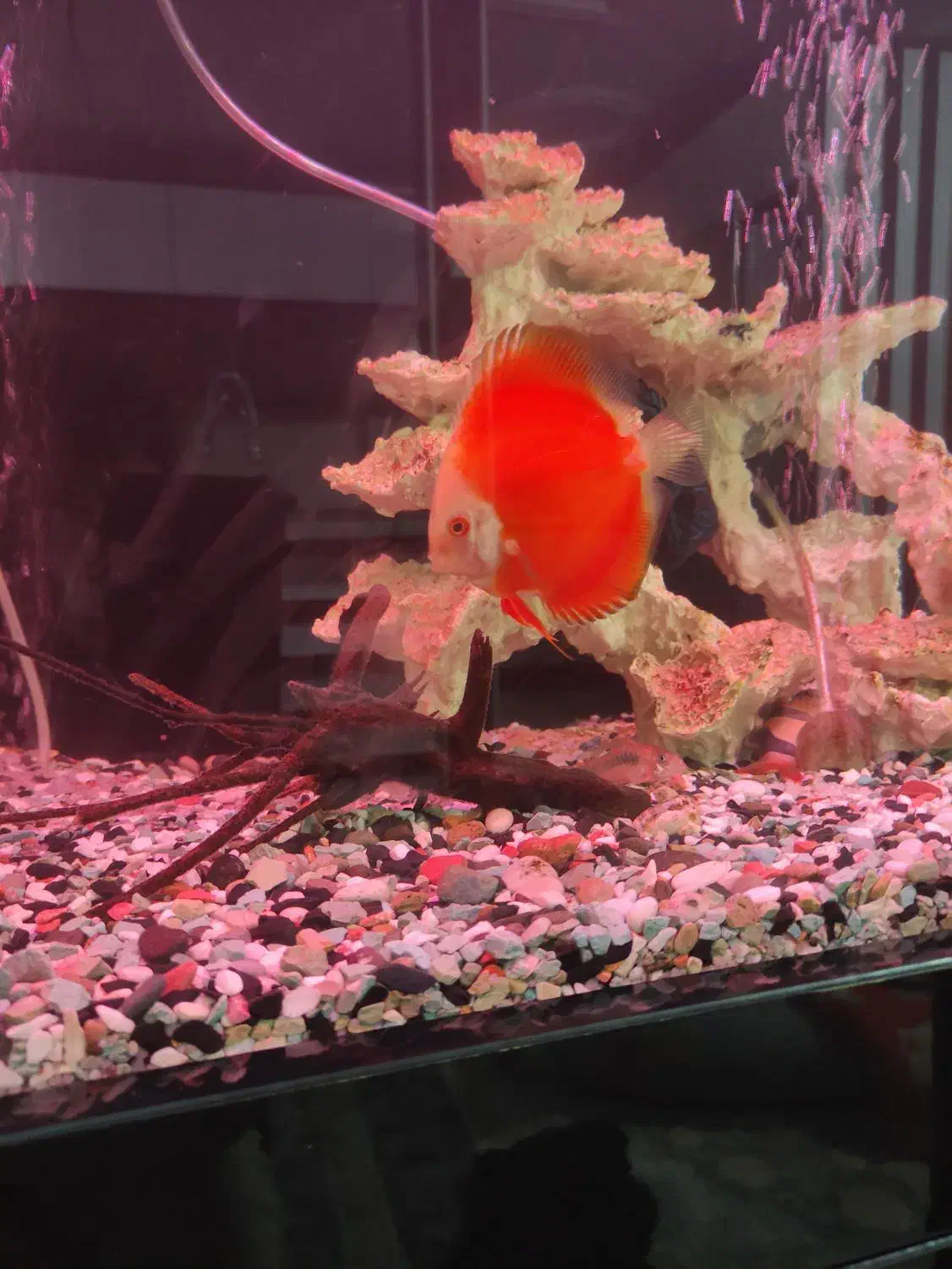 آکواریوم خاص و لاکچری با ماهی های دیسکس|ماهی|چهاردانگه (تهران), |دیوار