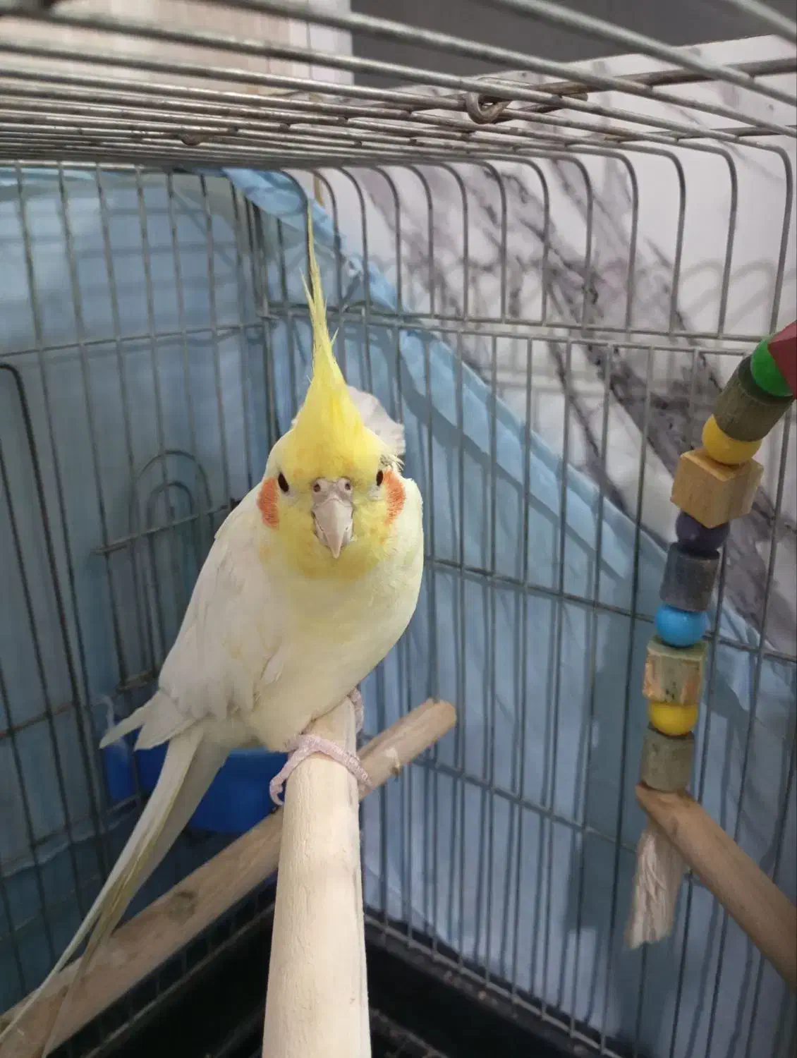 عروس هلندی سخنگو|پرنده|کرج, آق تپه|دیوار