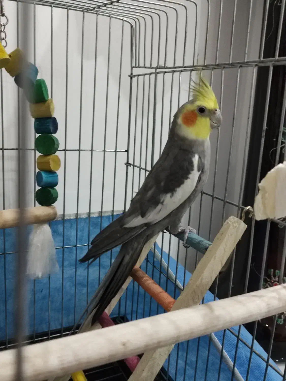 عروس هلندی|پرنده|الوند, |دیوار