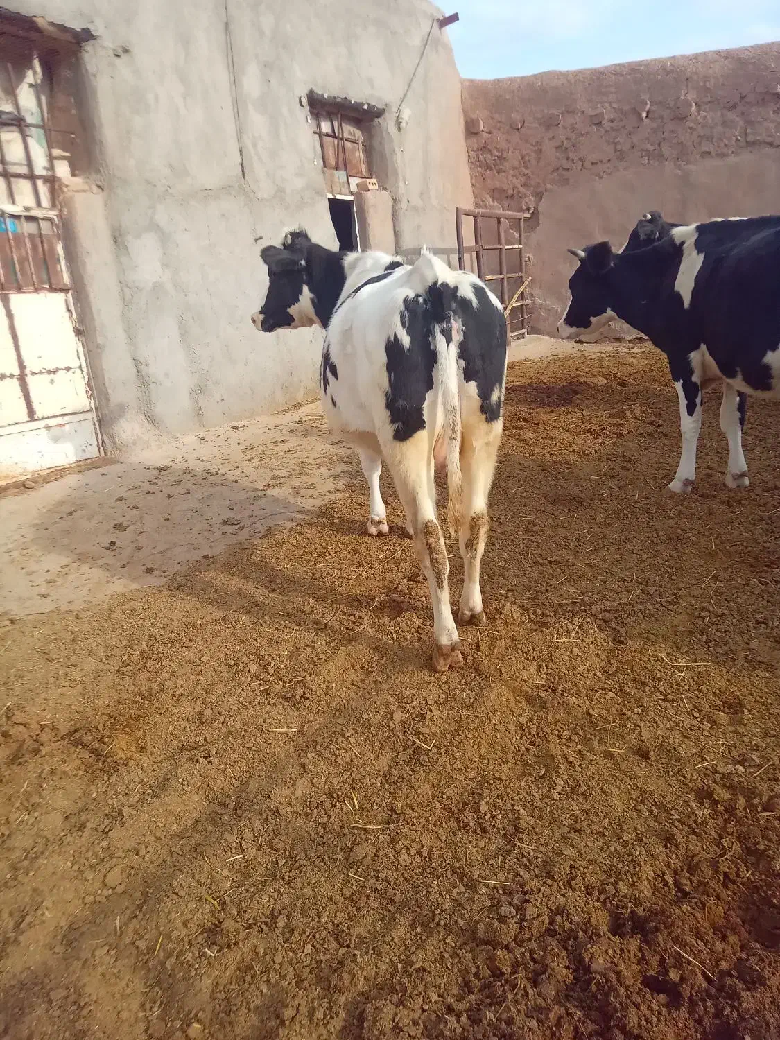 حیوانات مزرعه|حیوانات مزرعه|تربت‌حیدریه, بالا ولایت|دیوار