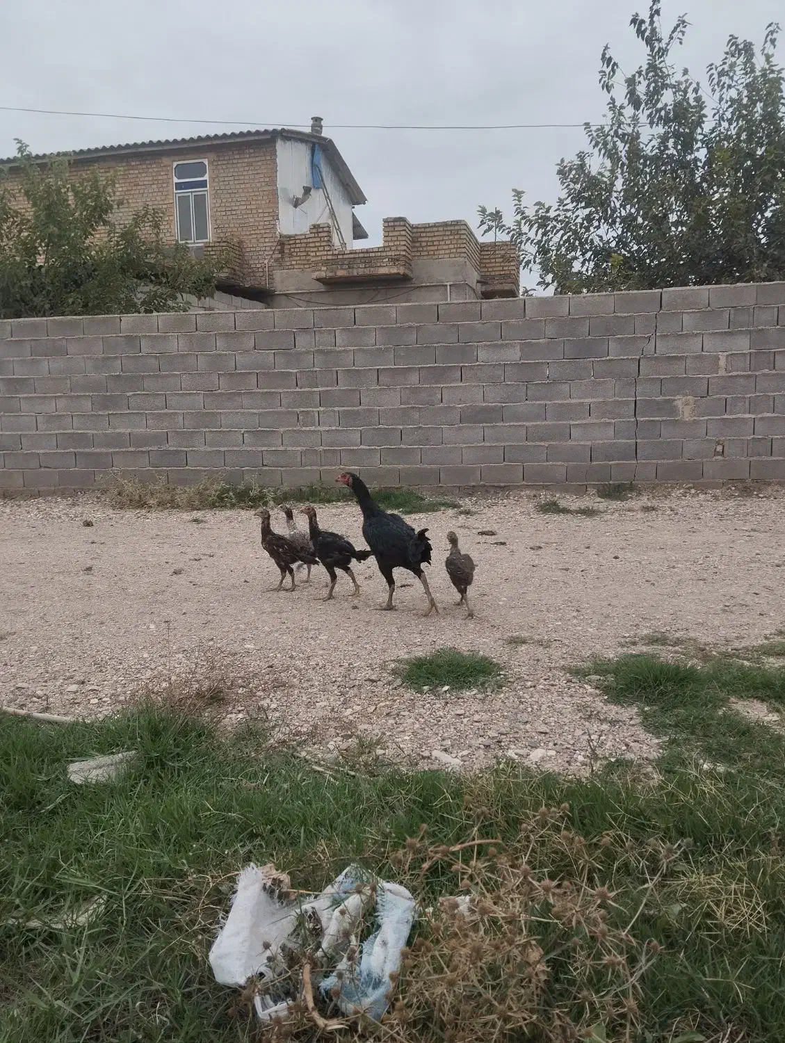 مرغ جوجه لاری|حیوانات مزرعه|تاتار علیا, |دیوار