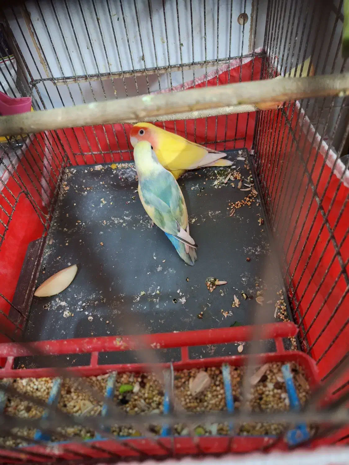 طوطی بزیلی رنگ خاص|پرنده|بروجرد, |دیوار