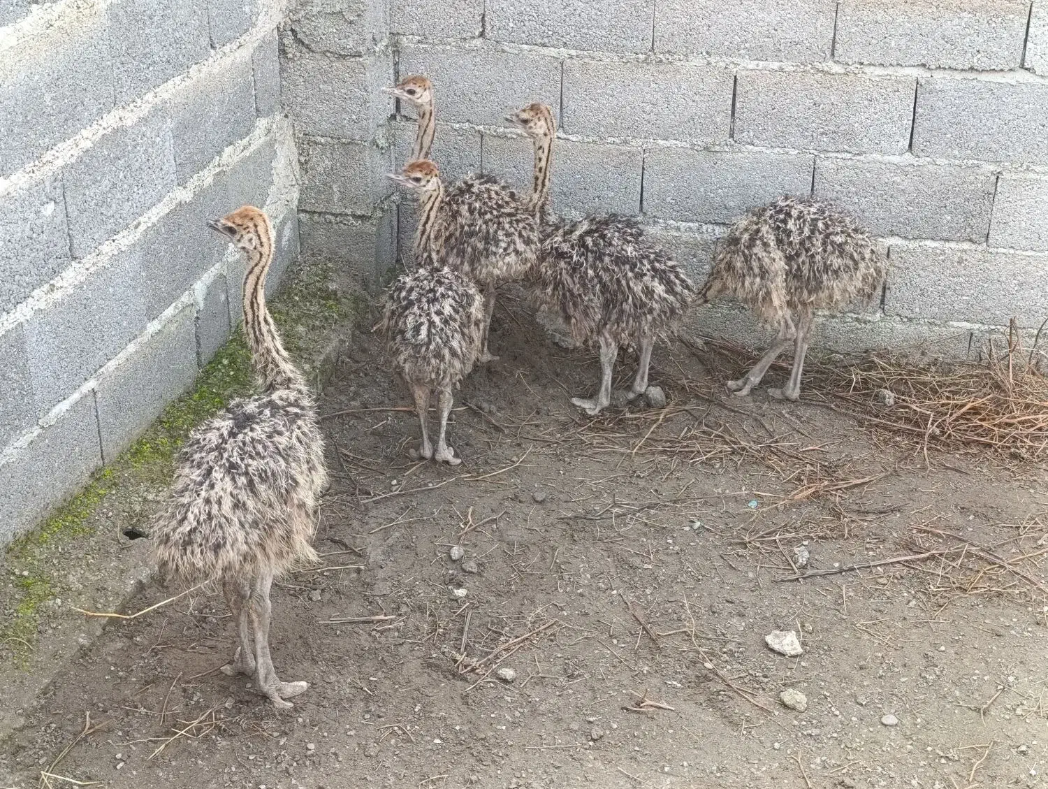 جوجه شترمرغ|حیوانات مزرعه|لاهیجان, طالقانی|دیوار