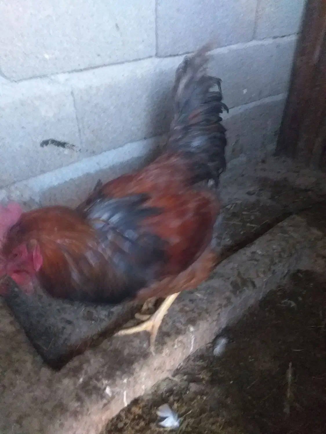 خروس|حیوانات مزرعه|نسیم‌شهر, |دیوار