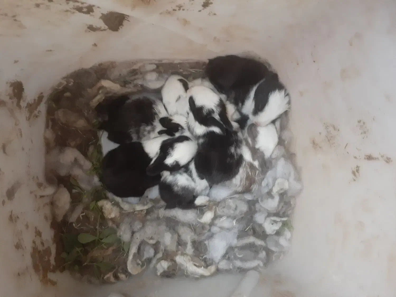 خرگوش با بچه|موش و خرگوش|زاهدان, |دیوار