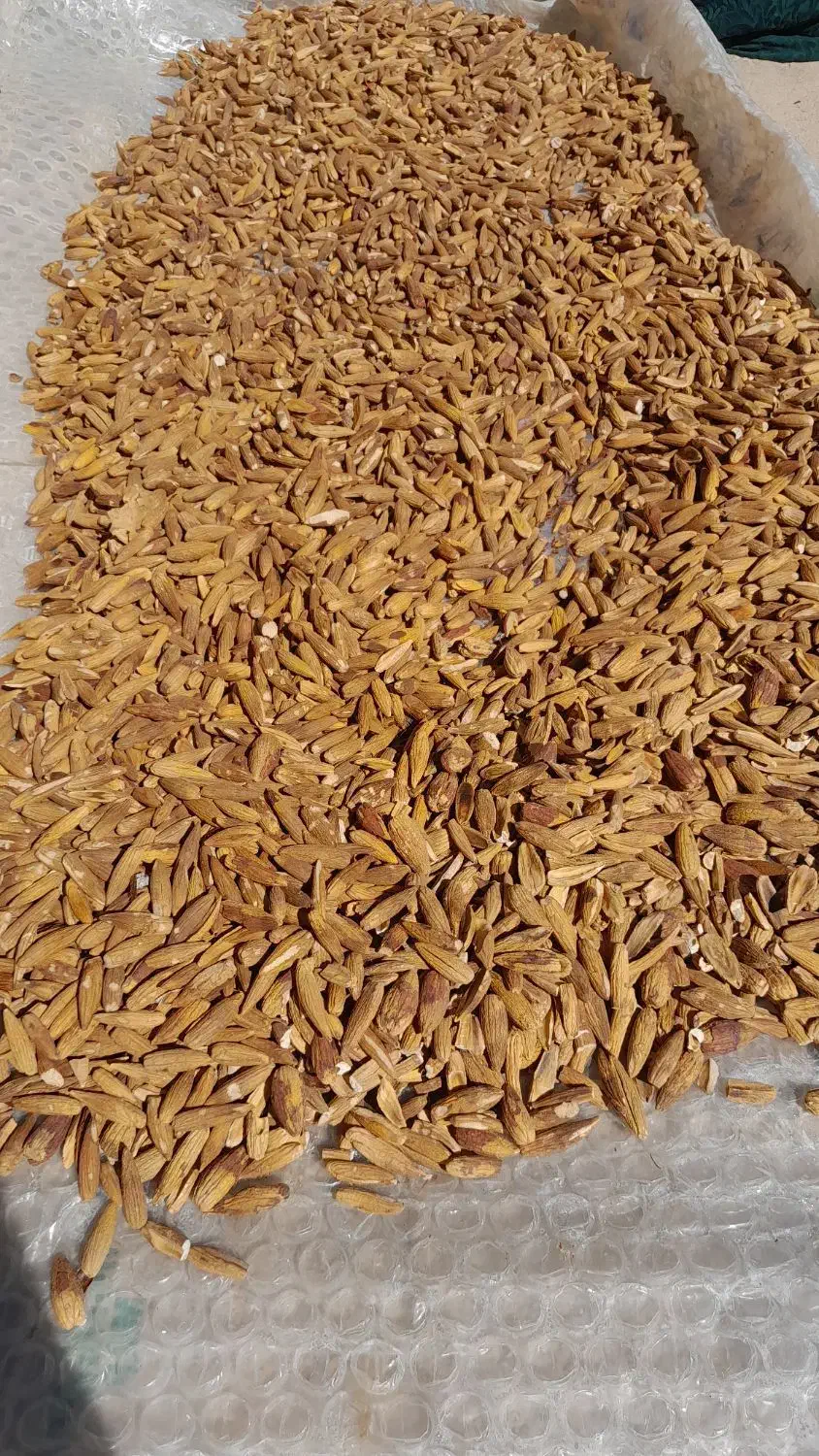 بلوط پاک شده-برای کلگ|خوردنی و آشامیدنی|سرفاریاب, |دیوار