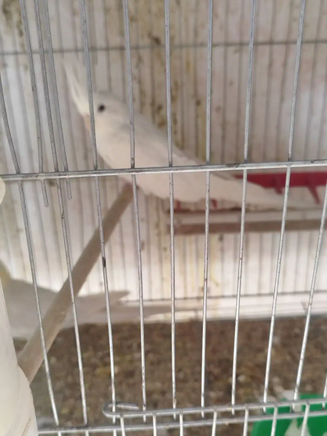 عروس جفت|پرنده|سیرجان, |دیوار