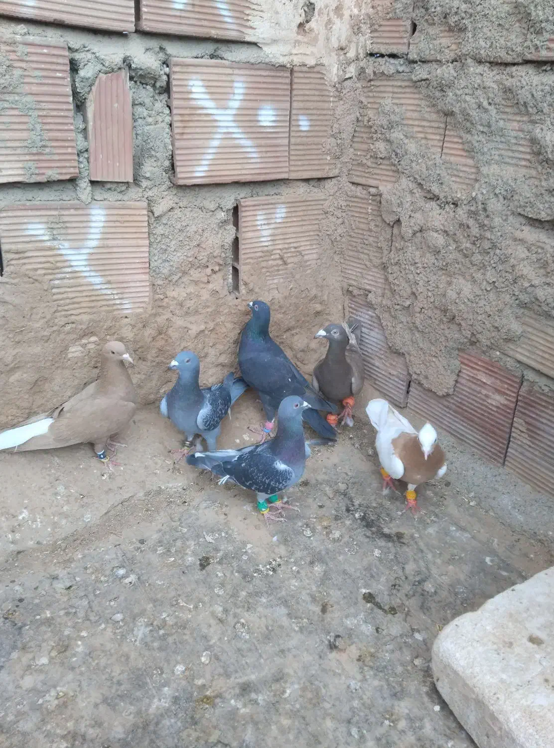 7تا پرشی|پرنده|نیشابور, فضل|دیوار