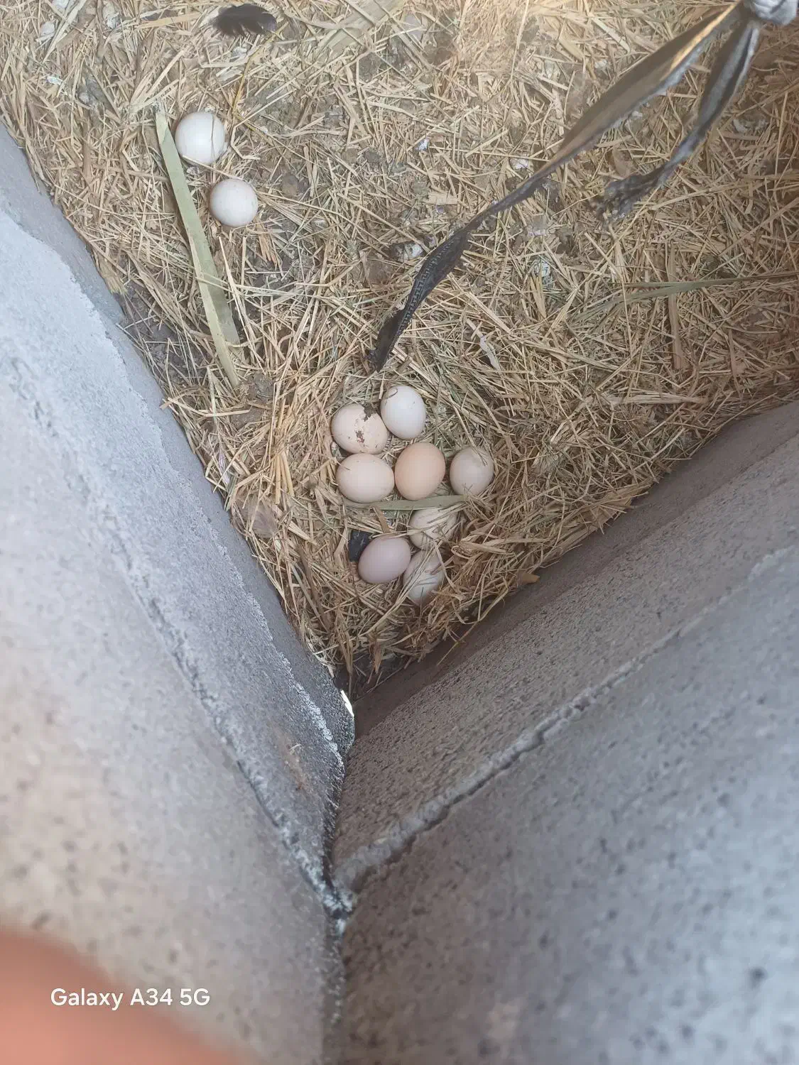 مرغ کرک|حیوانات مزرعه|جغین, |دیوار