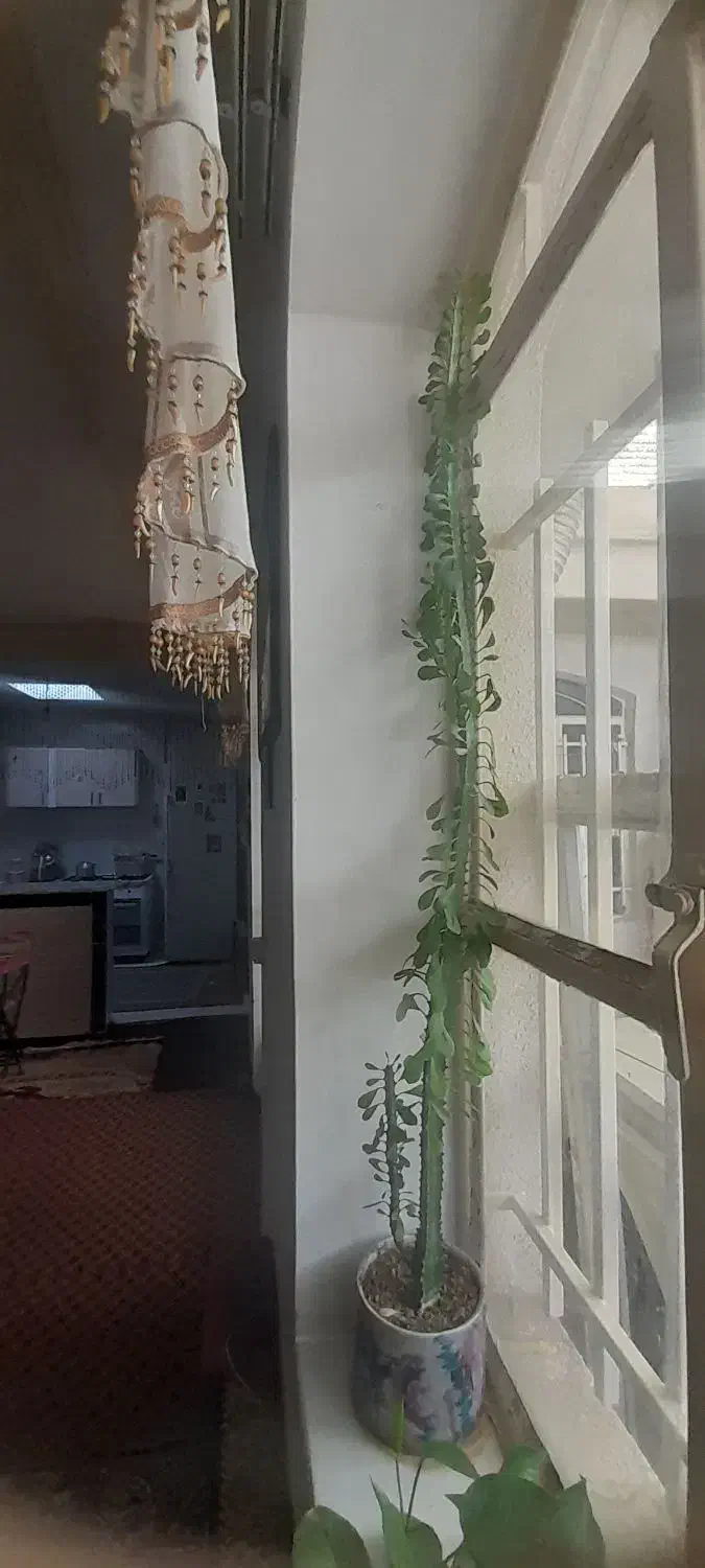 گل کاکتوس|گل و گیاه طبیعی|سنندج, |دیوار