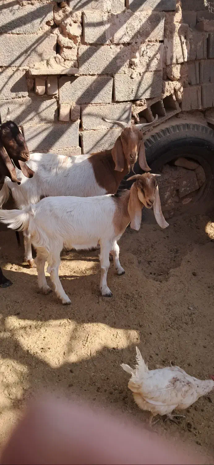 بز دوقلو زا پاکستانی با یک بزغاله|حیوانات مزرعه|گرمسار, |دیوار