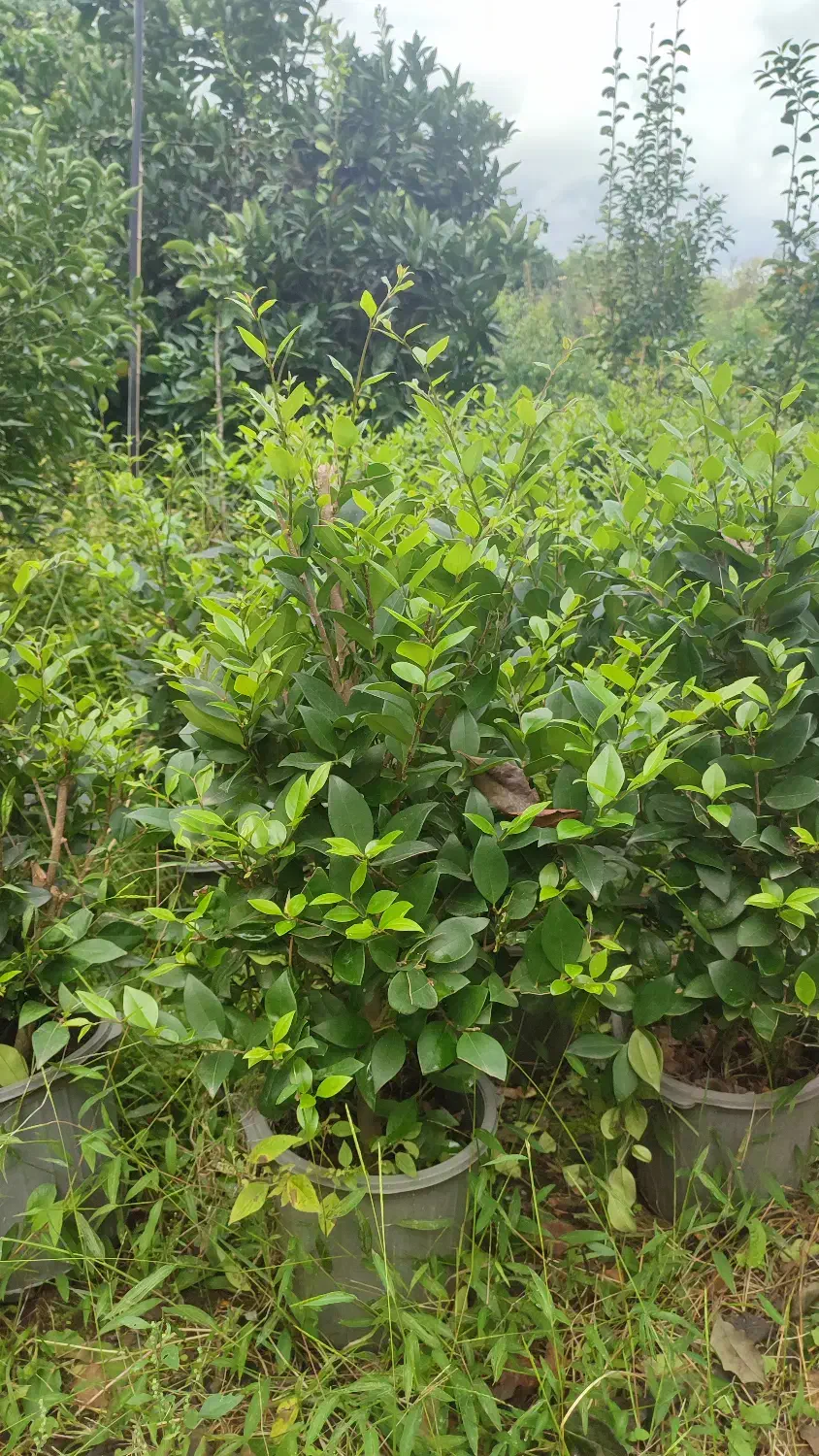 فروش یاس|گل و گیاه طبیعی|چابکسر, |دیوار