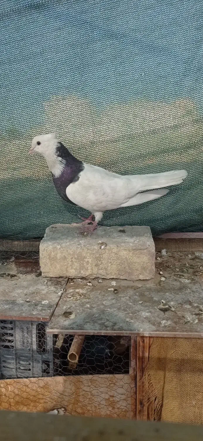 کفتر طوقی سیاه کاکولی|پرنده|شاهرود, |دیوار