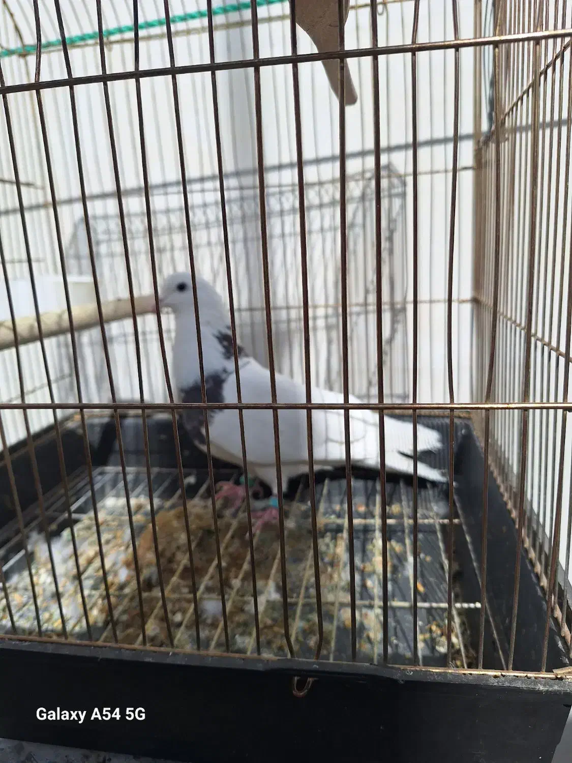 کبوترپیداشده|حیوانات|خرم‌آباد, |دیوار