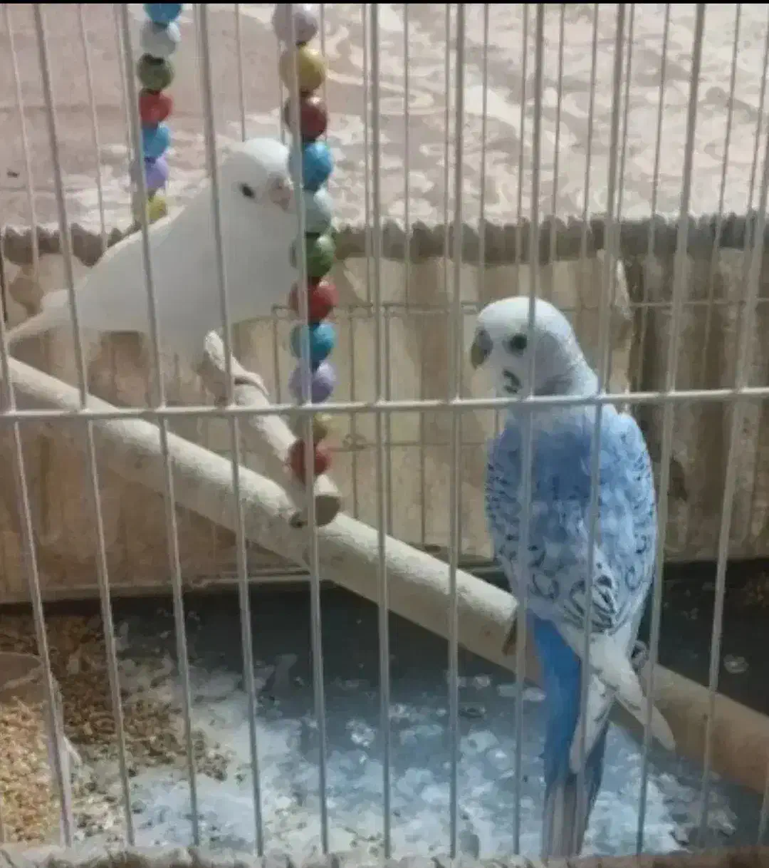 مرغ عشق|پرنده|مشهد, هنرستان|دیوار