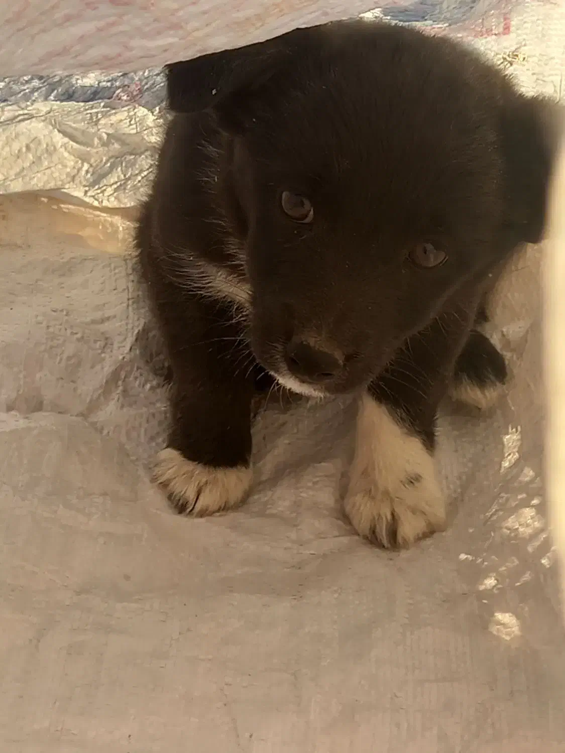 توله ماده تول|سگ|کرمانشاه, |دیوار