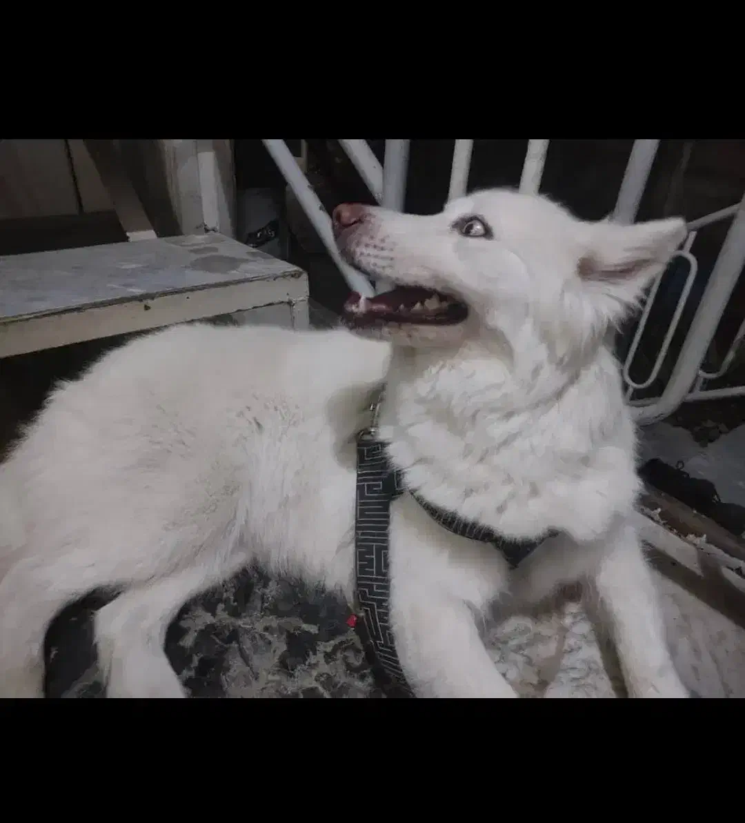 هاسکی سفید|سگ|خرم‌آباد, |دیوار