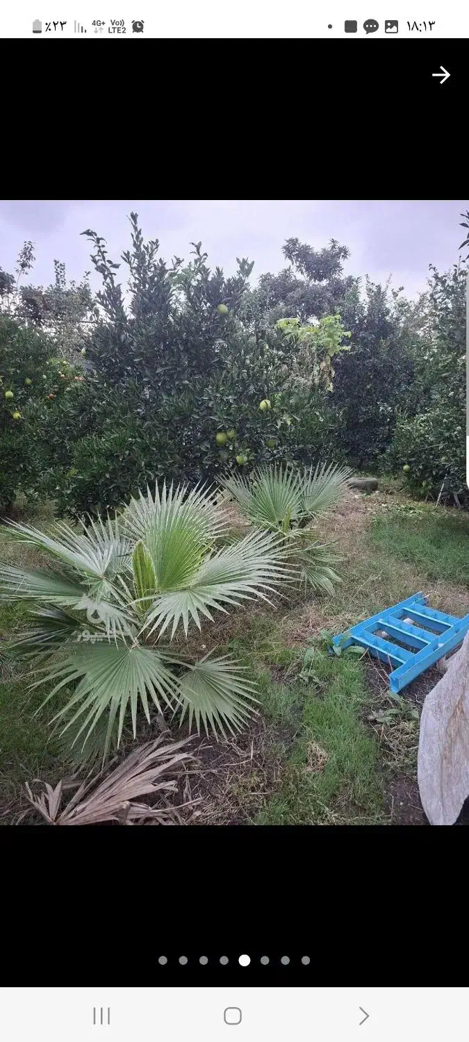 نهال پالم|گل و گیاه طبیعی|آمل, |دیوار