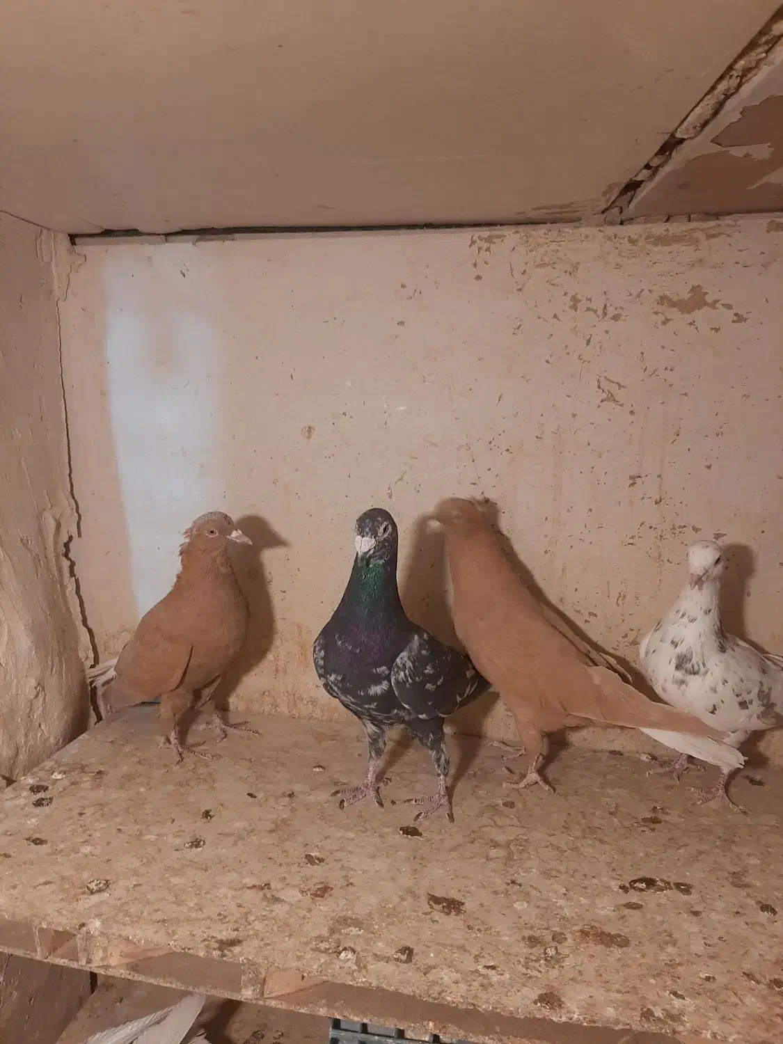 کبوتر رنگی|پرنده|تهران, شارق|دیوار