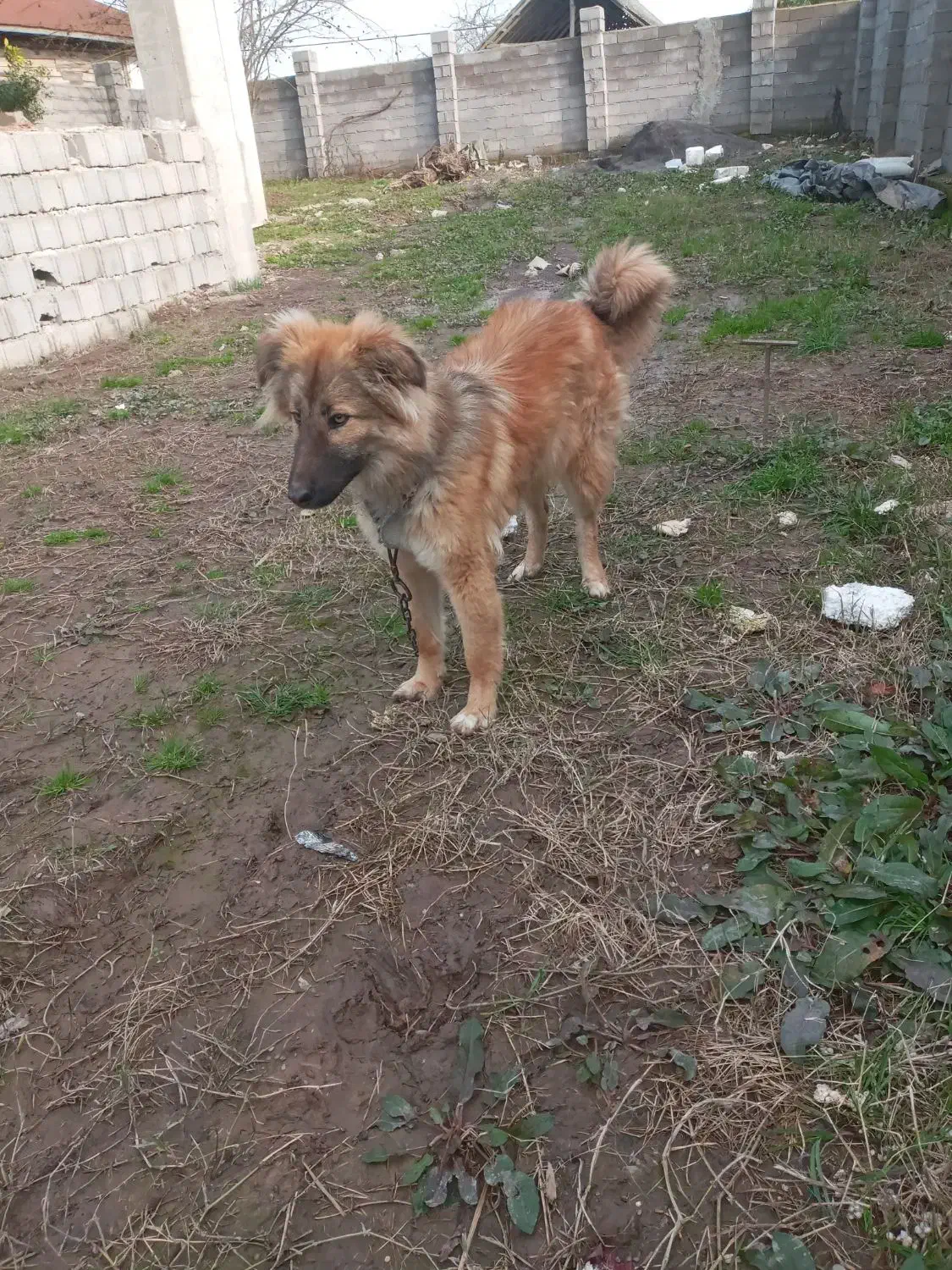 قدرجونی|سگ|کوچصفهان, |دیوار