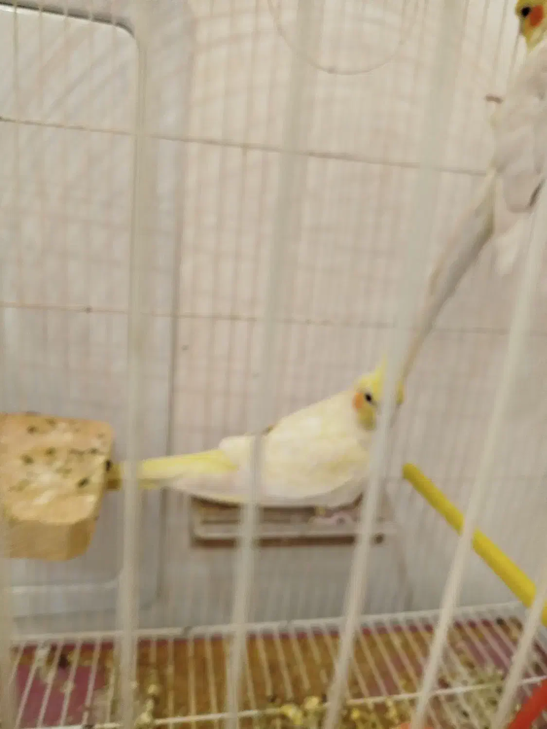 عروس هلندی ماده|پرنده|سجاس رود, |دیوار