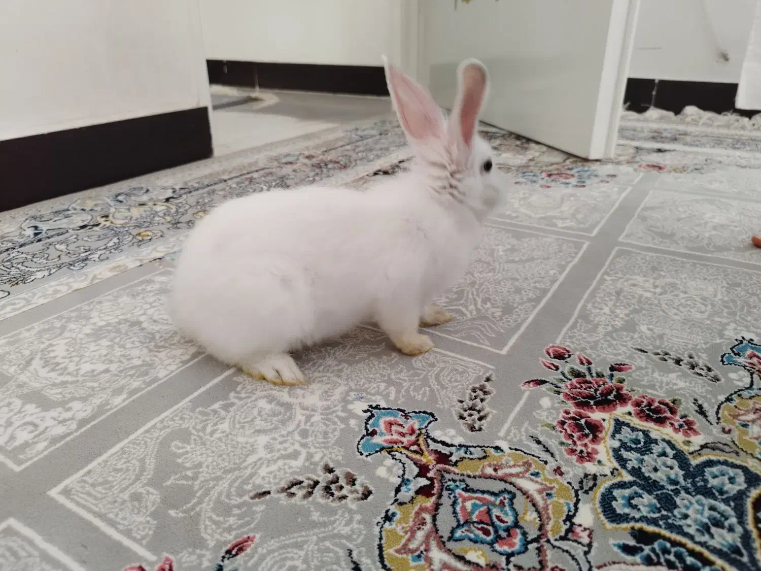 خرگوش سفید|موش و خرگوش|میاندوآب, |دیوار