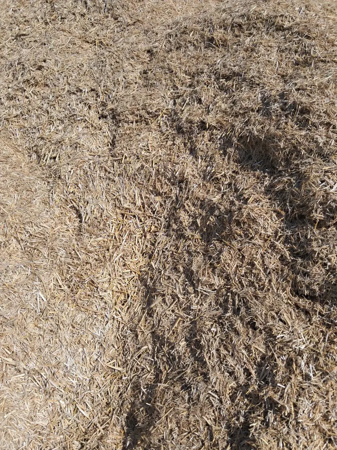 فروش کاه|حیوانات مزرعه|شیراز, لاله|دیوار