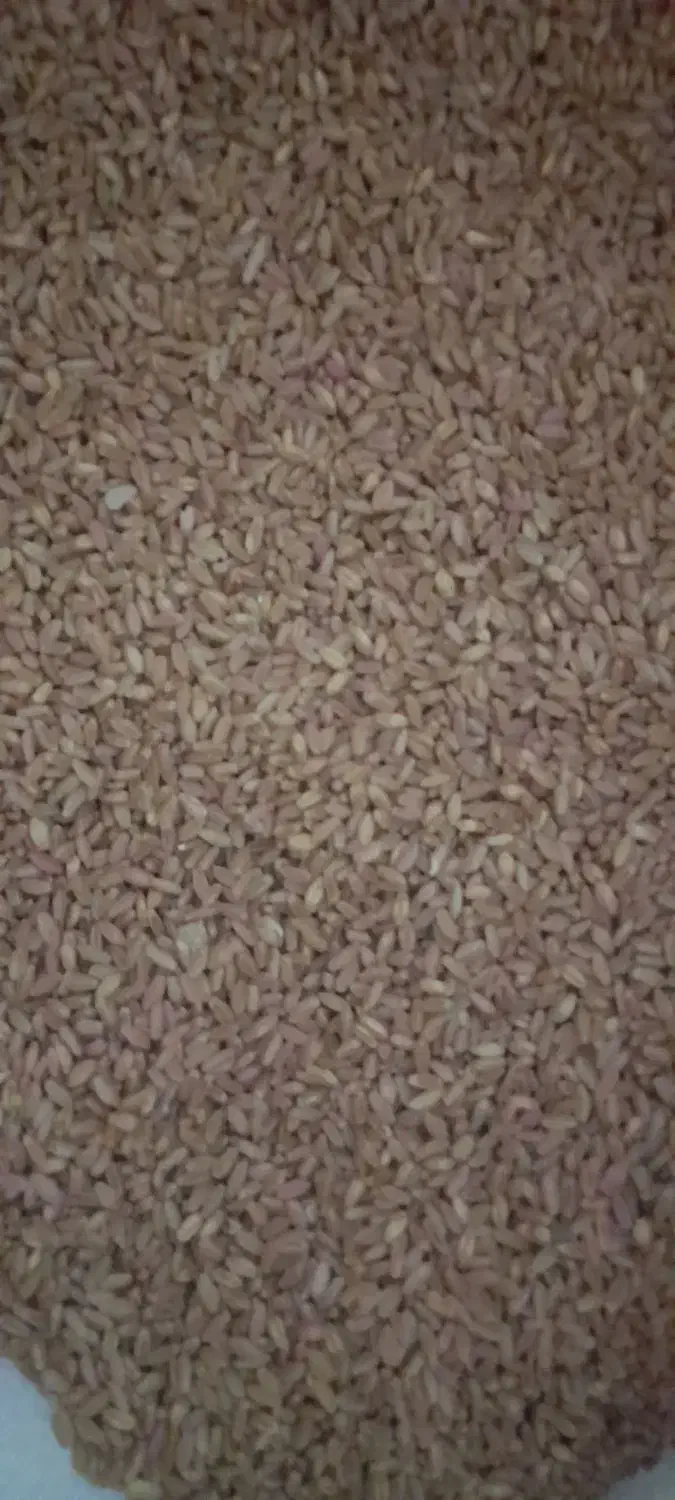 گندم|خدمات باغبانی و درختکاری|آبدانان, |دیوار