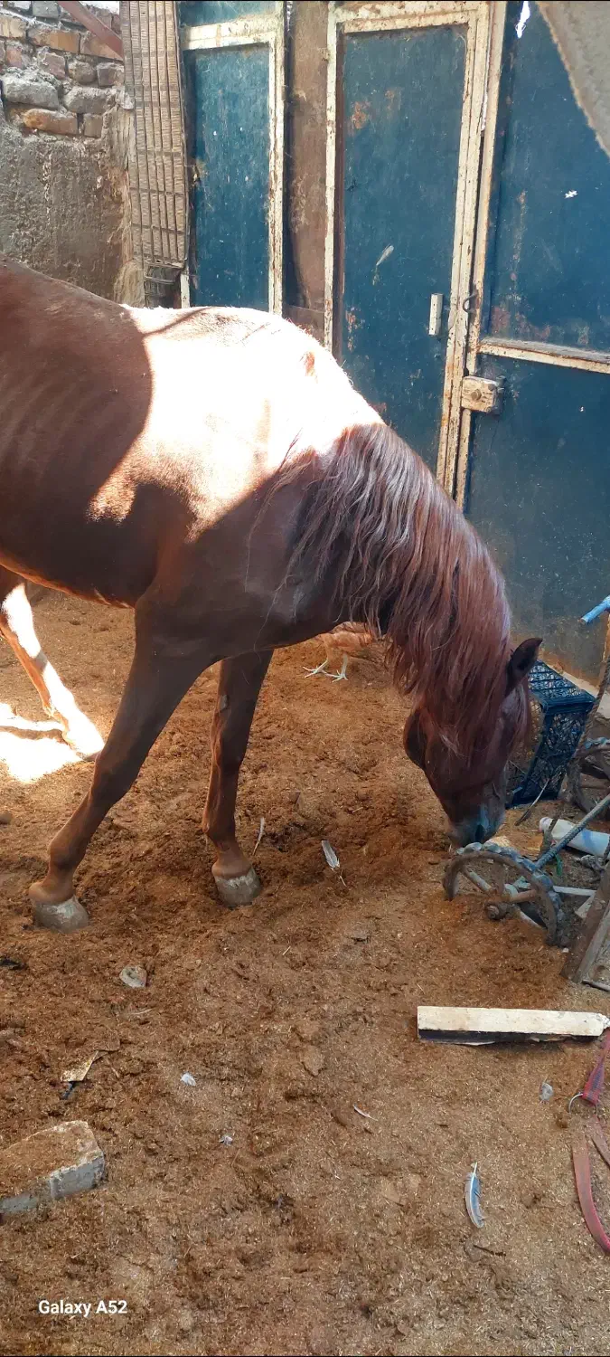 یک دونه اسب به فروش میرسد|اسب و تجهیزات اسبسواری|زابل, |دیوار
