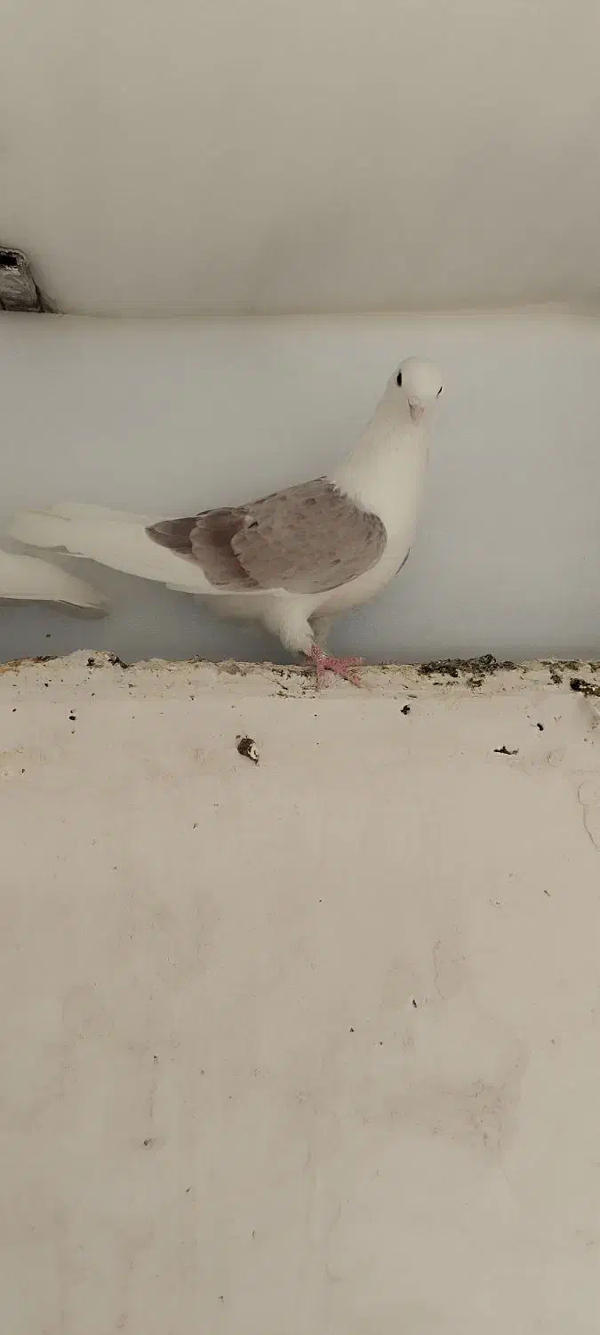 کبوتر|پرنده|خوانسار, |دیوار