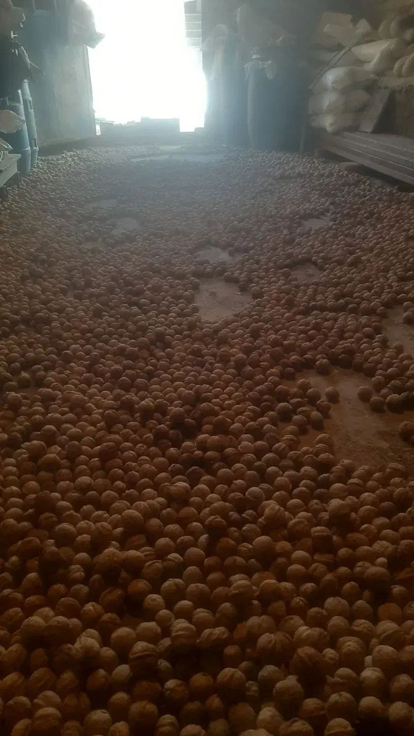 گردی سفید و درشت ونایی قیمت توافقی|عمدهفروشی|اشترینان, |دیوار