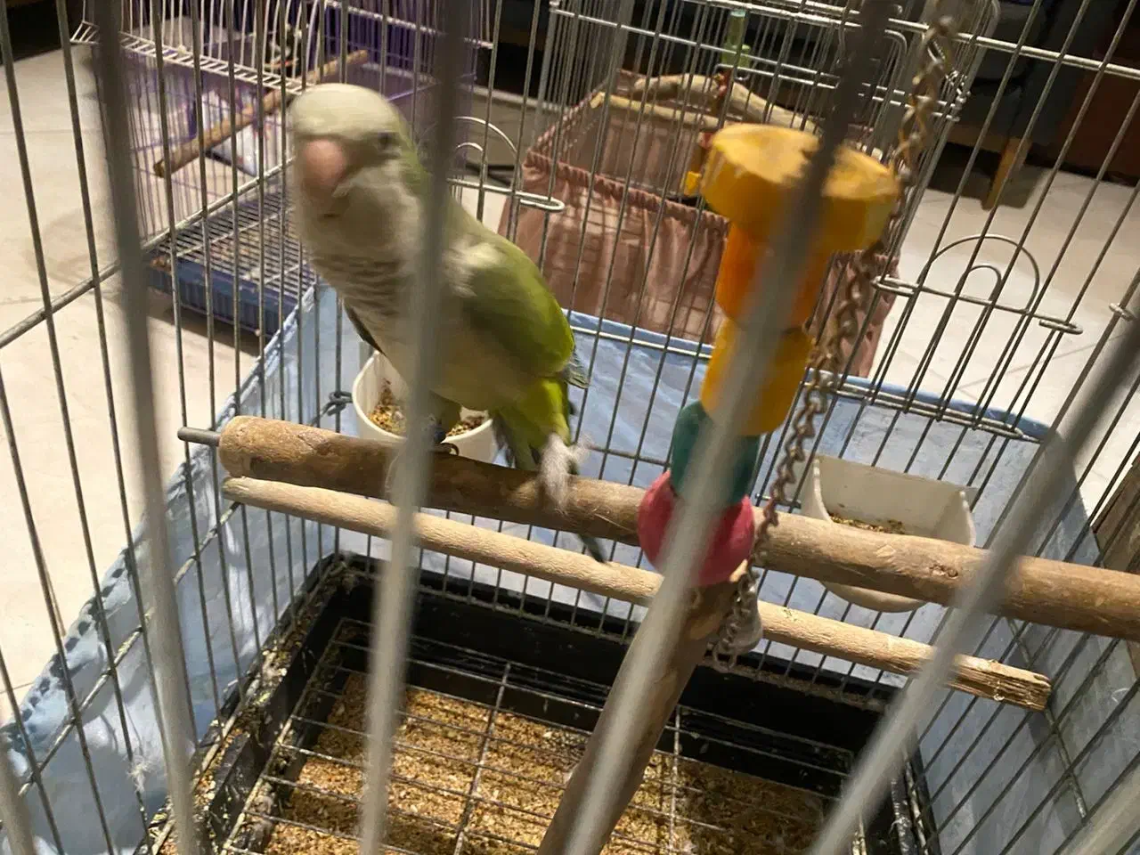 طوطی راهب نر ۱۴ ماهه سالم و رقاص|پرنده|تهران, سازمان برنامه جنوبی|دیوار