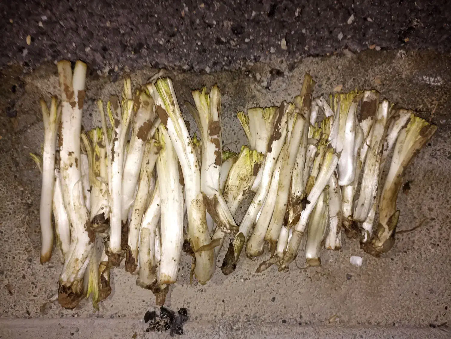 کنگر|خوردنی و آشامیدنی|سنقر, |دیوار