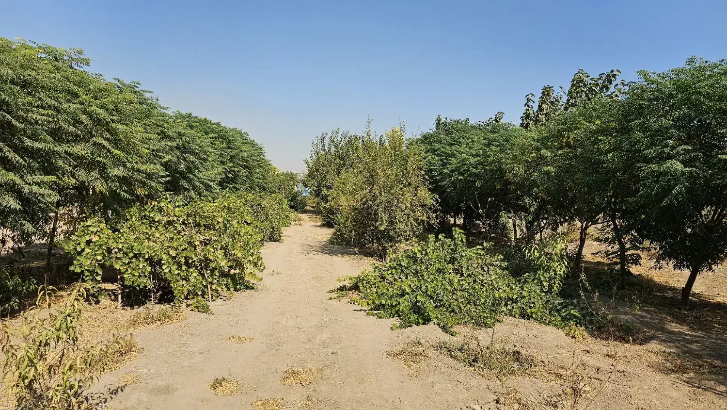 زمین باغی|فروش زمین و ملک کلنگی|باقرشهر, |دیوار