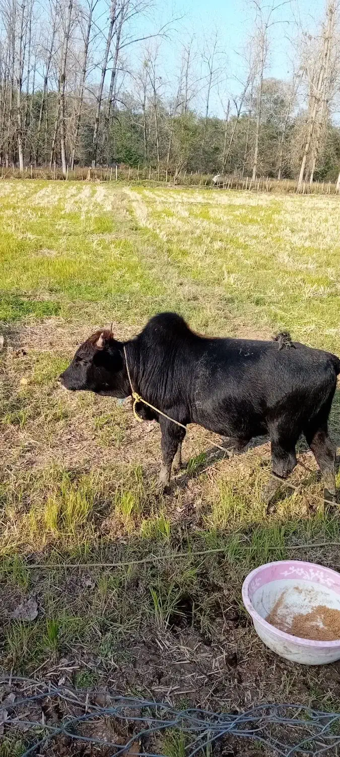 کلچه|حیوانات مزرعه|تالش, طولارود|دیوار