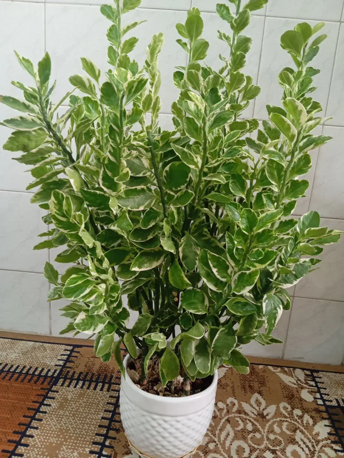 4 عدد گل زیبا ارزان|گل و گیاه طبیعی|شهرکرد, |دیوار