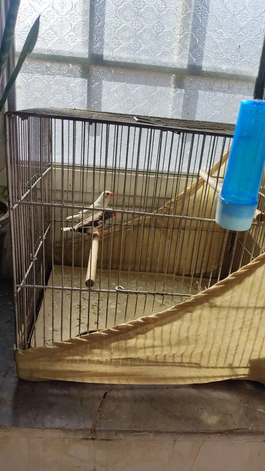 فنچ|پرنده|شهر ری, شهرک نظامی|دیوار