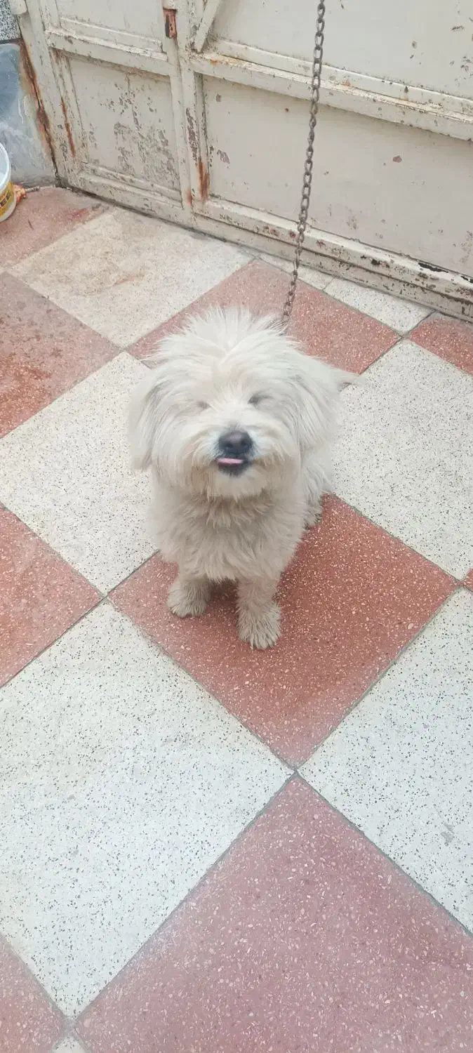 واگذاری سگ|سگ|اصفهان, عاشقآباد|دیوار