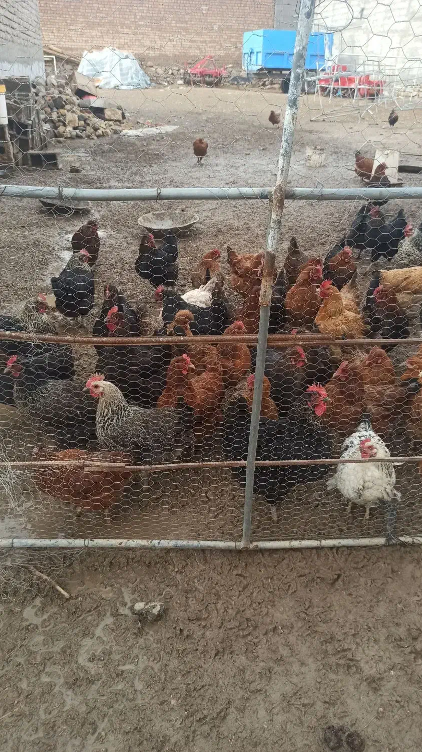 مرغ تخمگذار|حیوانات مزرعه|شاهنجرین, |دیوار